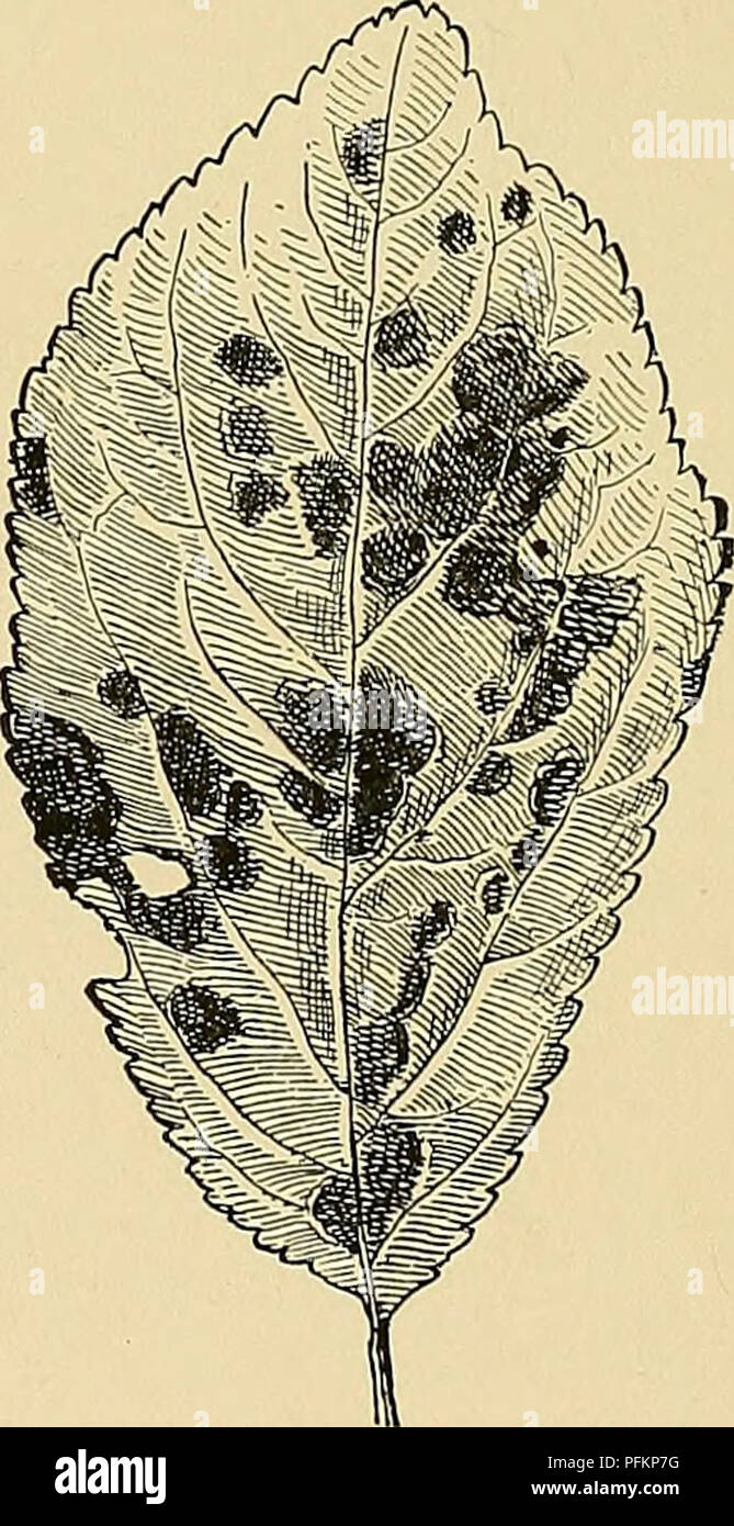 . Cyclopedia der amerikanischen Gartenbau, bestehend aus Anregungen für den Anbau von Gartenpflanzen, Beschreibungen der Arten von Obst, Gemüse, Blumen und Zierpflanzen in den Vereinigten Staaten und in Kanada verkauft, zusammen mit geographischen und Biographische Skizzen. Im Garten arbeiten. 880. Kolonien der Rost Funeus auf dem Blatt einer Malve. Nicht-lebende organische Substanz oder leitet ihre Nahrung direkt aus einem anderen lebenden Organismus, und ist dann eine wahre para-Site. Pilze sind sehr häufig, und erstrecken sich in der Größe von den großen hartschale Pilz auf Protokolle und das Puff - Kugel und Fliegenpilz ia der reichen Erde Stockfoto