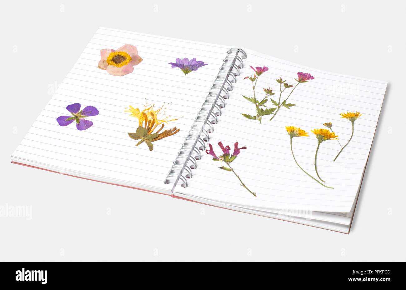 Gepresste Blumen in geöffneten Notebook Stockfoto