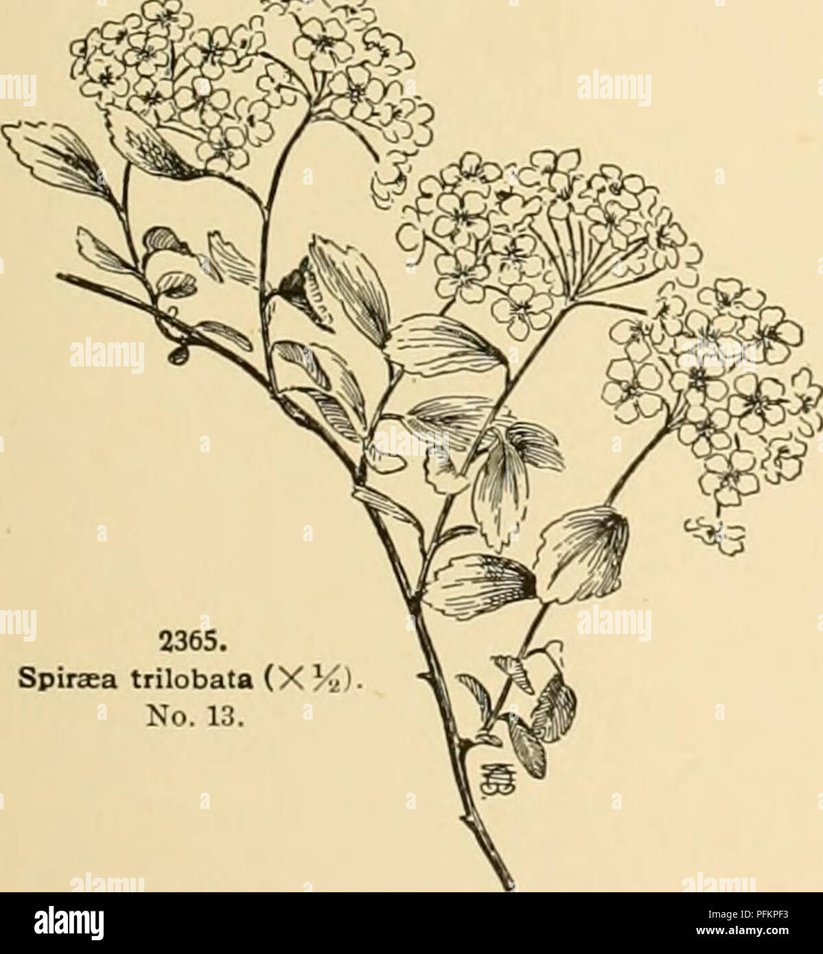 . Cyclopedia der amerikanischen Gartenbau: Bestehend aus Anregungen für den Anbau von Gartenpflanzen, Beschreibungen der Arten von Obst, Gemüse, Blumen und Zierpflanzen in den Vereinigten Staaten und in Kanada verkauft, zusammen mit geographischen und Biographische Skizzen. Gartenbau, Gartenbau, Gartenbau, Gartenbau. SPIR^ ein Apex. Juli. Himal. Gn. 15, S. 49; 49, S. 421; 52, S. 28; 54, S. 48. - Sehr anmutig und stattlichen Strauch, aber nicht winterhart. Es tritt unter sehr vielen verschiedenen Namen in die Gärten, als S. argintea, cuneAta, ciinei - fdlia, flagellAta, flagelUfirmis, rotundifdlia, Stockfoto