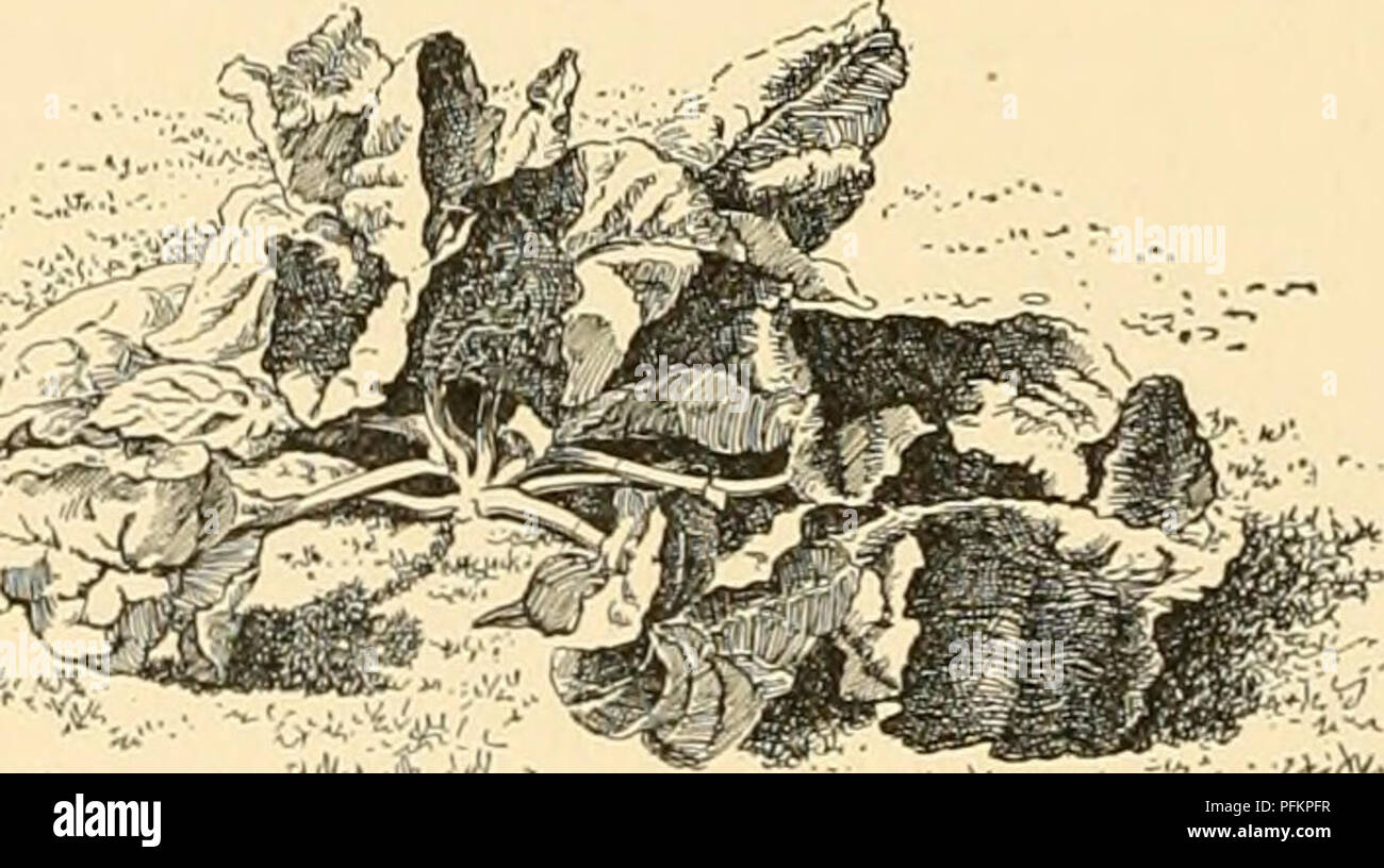 . Cyclopedia der amerikanischen Gartenbau: Bestehend aus Anregungen für den Anbau von Gartenpflanzen, Beschreibungen der Arten von Obst, Gemüse, Blumen und Zierpflanzen in den Vereinigten Staaten und in Kanada verkauft, zusammen mit geographischen und Biographische Skizzen. Gartenbau, Gartenbau, Gartenbau, Gartenbau. 1698 SPHAGNUM oder es sei denn man hat Bedingungen sehr ähnlich zu ihrer Heimat, es ist difacult Leben es für längere Zeit zu halten. Dies nicht sehr stark, außer dass Sphag-num für Oberflächenbehandlung Töpfe verwendet lebt immer im Interesse der aussehen sollte. Dass Stockfoto
