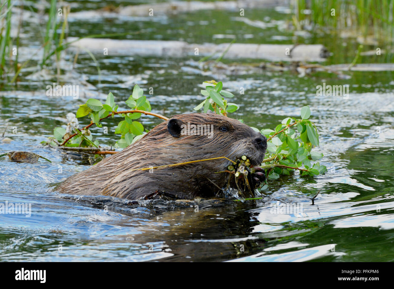 Eine Nahaufnahme Bild eines wilden Biber (Castor Canadensis); Schwimmen und Transport einer Last von Willow Setzlinge durch die Biber Teich an Maxwell Lake in der Nähe von Hua Hin Stockfoto
