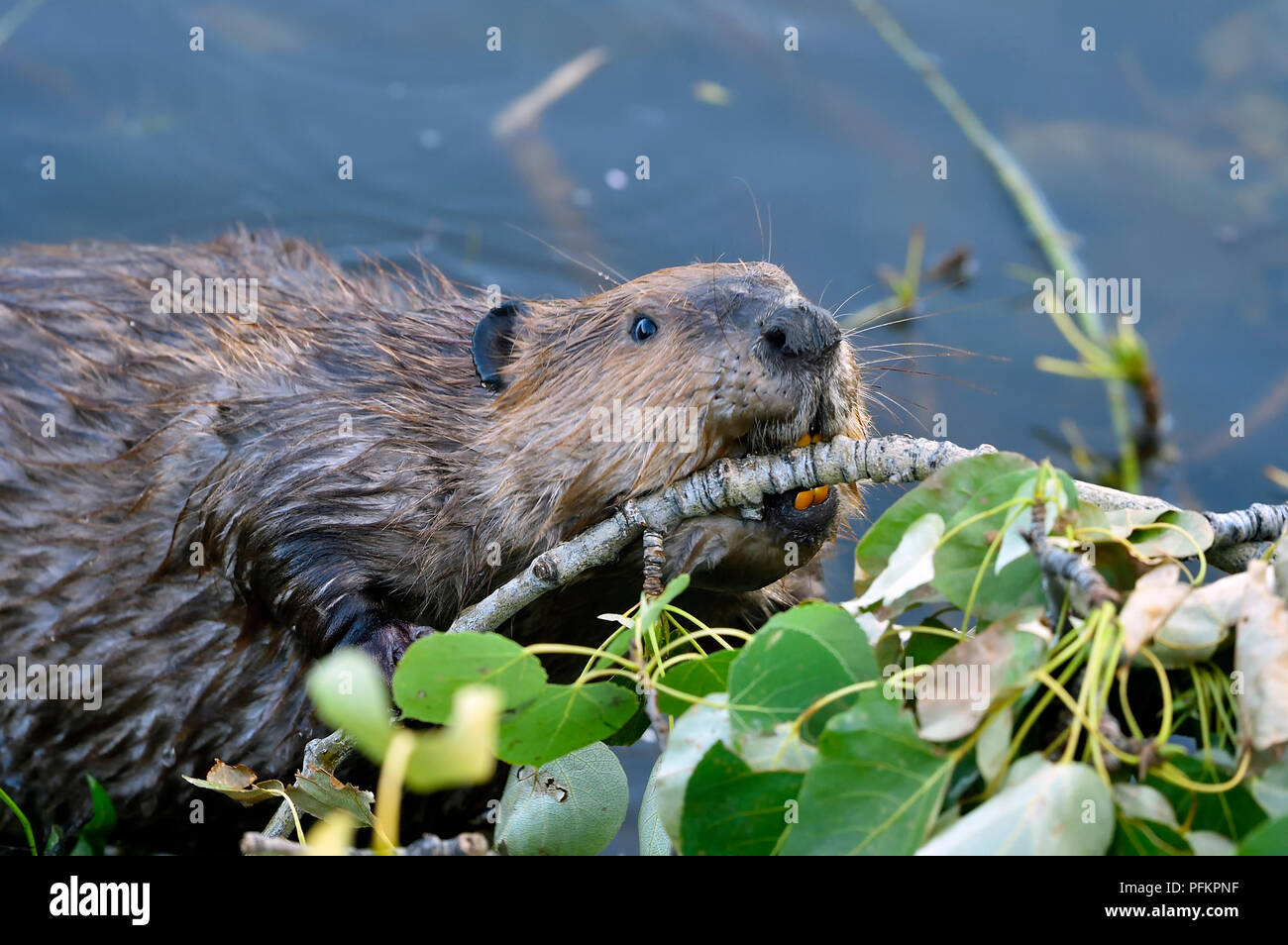Nahaufnahme eines wilden Bibers 'Castor canadensis', der an seinem Biberteich in der Nähe von Hinton Alberta Canada in einen Ast aus Espenbäumen beißt Stockfoto