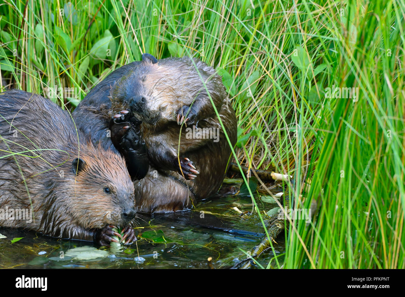 Zwei Biber 'Castor canadensis'; genießen Sie einen Ausflug im tiefen Sumpfgras am Ufer des Maxwell Lake in Hinton Alberta Canada Stockfoto
