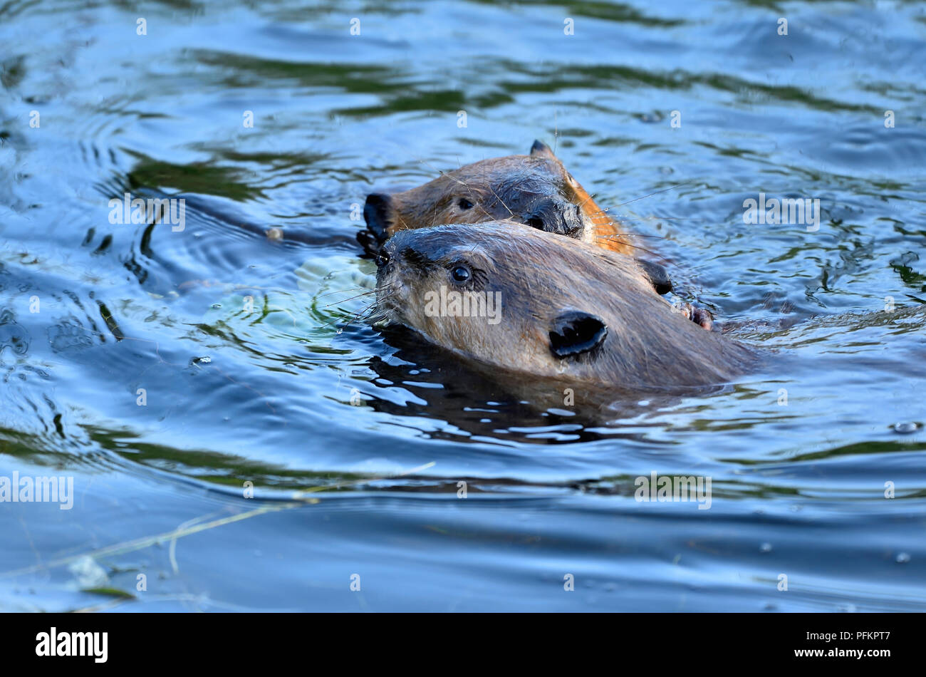 Zwei Erwachsene Biber „Castor canadenis“, die im Wasser ihres Biberteiches im ländlichen Alberta, Kanada, herumtollen und spielen Stockfoto