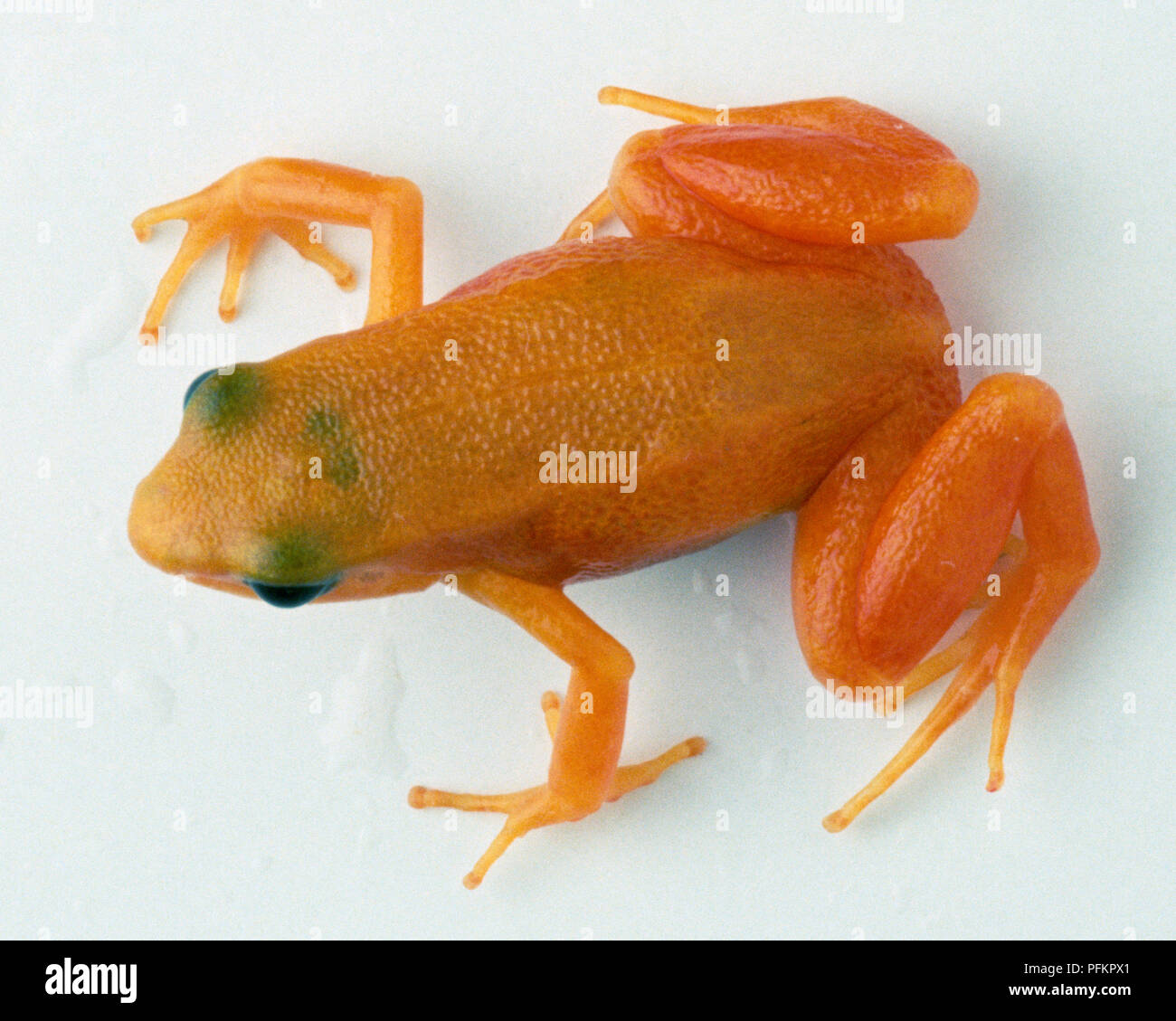 Kleine orange Frosch von oben mit toe Pads auf seinen langen, dünnen Stellen. Stockfoto