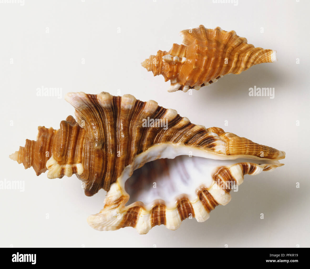 Cymatium Femorale Stockfotos und bilder Kaufen Alamy