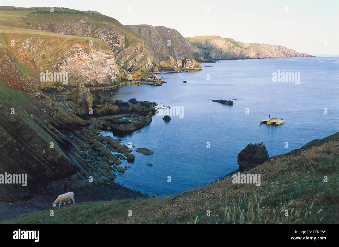 Großbritannien, Schottland, die Grenzen, die St. Abb Kopf, zerschmettert Felsen und Klippen an der Nordsee. Stockfoto