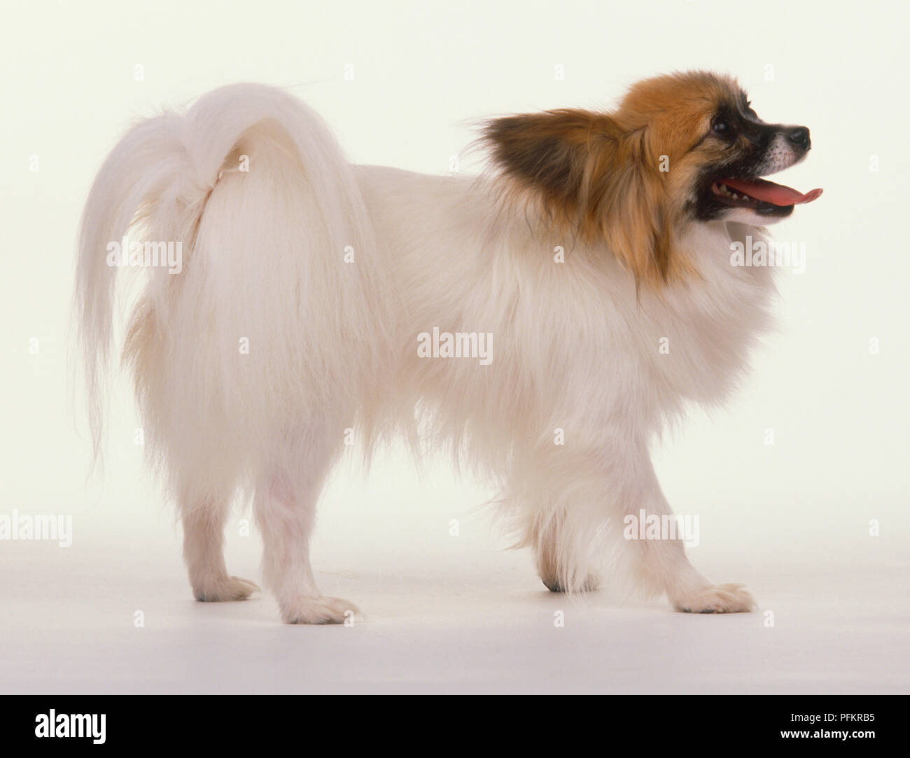 Papillon Hund (Canis familiaris) hauptsächlich weißes Fell und braunen Kopf Markierungen angezeigt, Seitenansicht Stockfoto