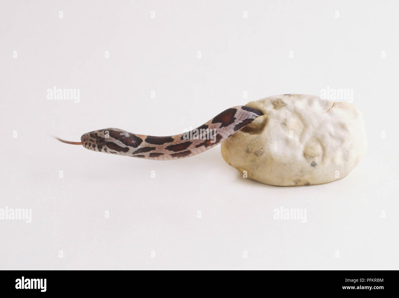Baby Corn Snake (elaphe Guttata) slithering aus seiner Eierschale, aus der Nähe. Stockfoto