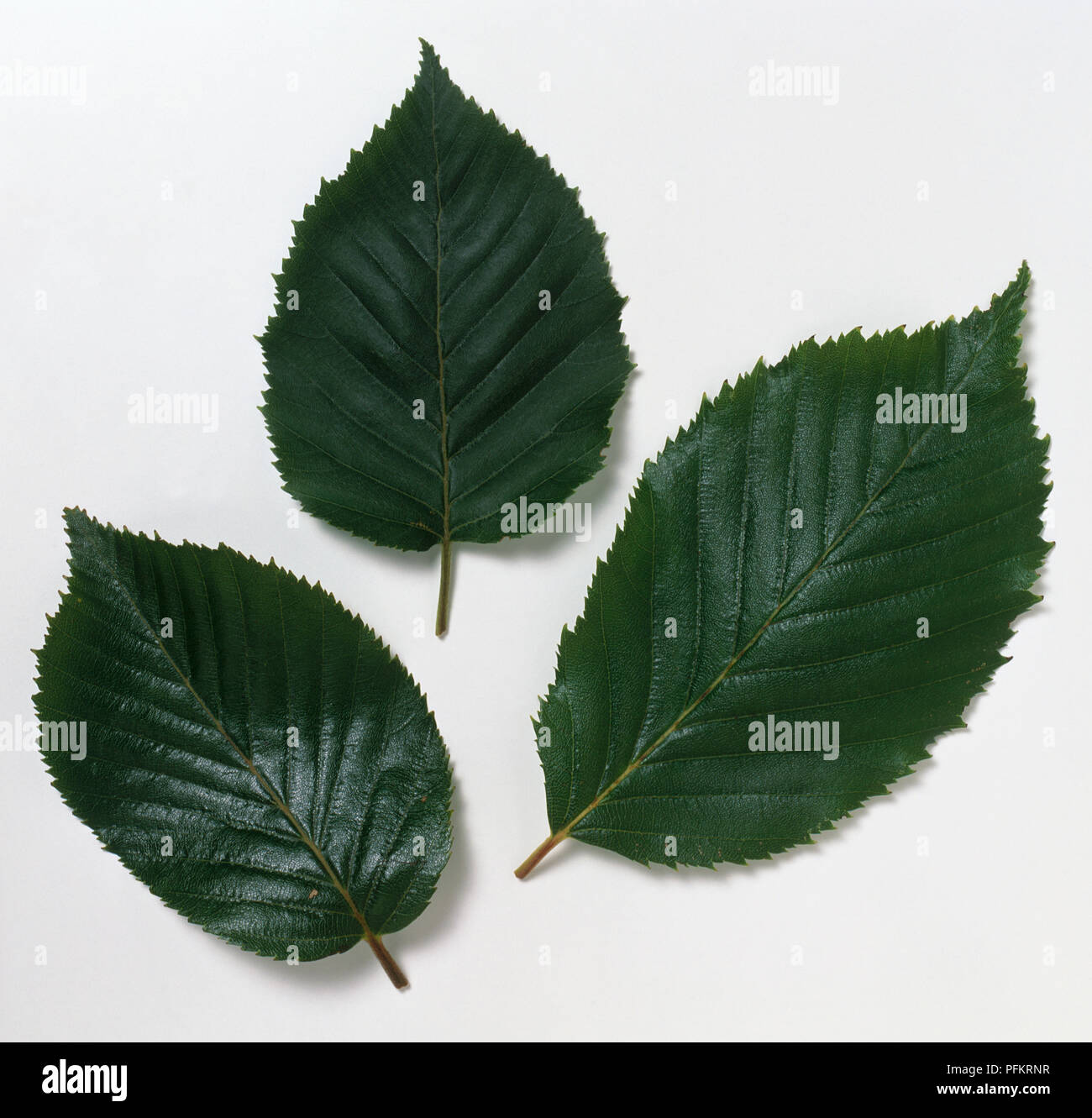 Deep green, ovale Blätter von Betula utilis var. jacquemontii's Silver Shadow', mit stark gezahnte Ränder und Spitzen Spitzen Stockfoto
