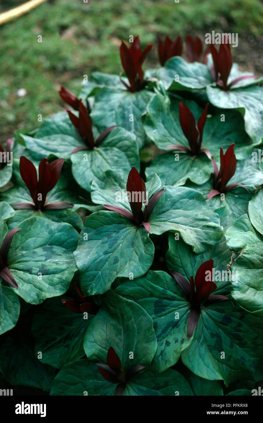 Rote Blumen und grüne Blätter von Trillium sessile (Toadshade oder Wake Robin), close-up Stockfoto