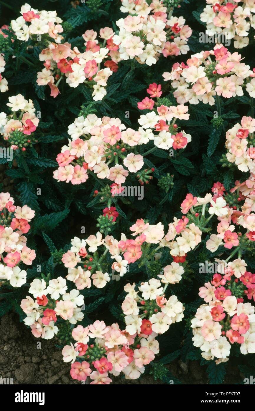 Rosa und weissen Blüten von Verbena x hybrida 'Pfirsiche und Creme' Stockfoto
