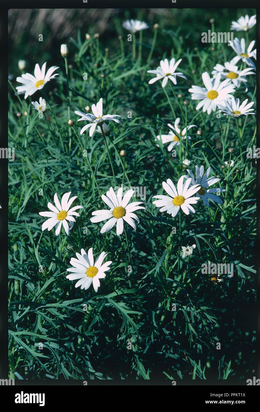 Weiß, blühende Staude oder subshrub im Sommer Lager daisy Blütenköpfe oder Blumen mit gelben Scheibenblüten und weißen Zungenblüten, über Blätter Stockfoto