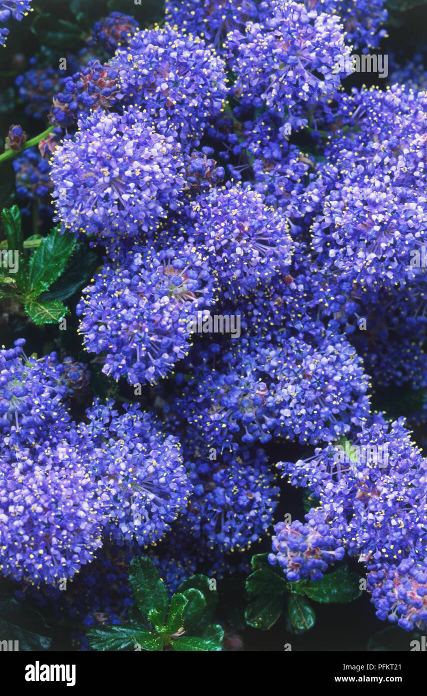 Ceanothus 'Pin Cushion" (Kalifornien Lilac), immergrüner Strauch mit Fülle von kleinen blauen Blumen Stockfoto