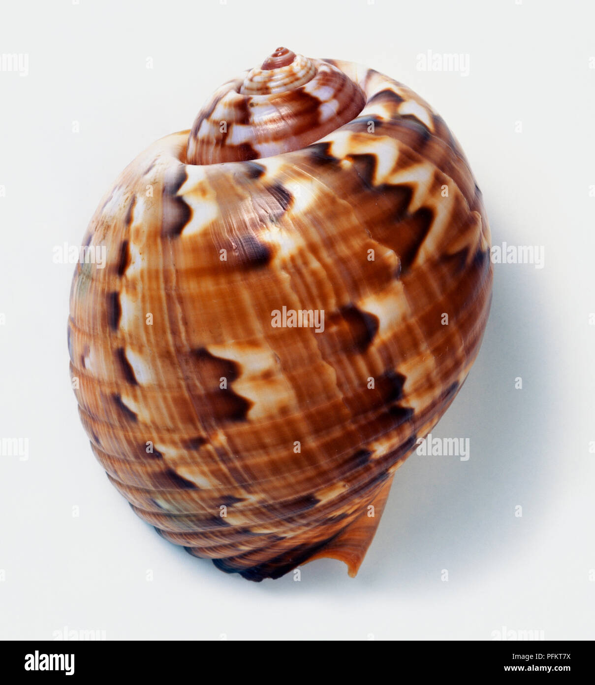 Kanalisiert tun Shell (Tonna Cepa) Tonnidae Stockfoto