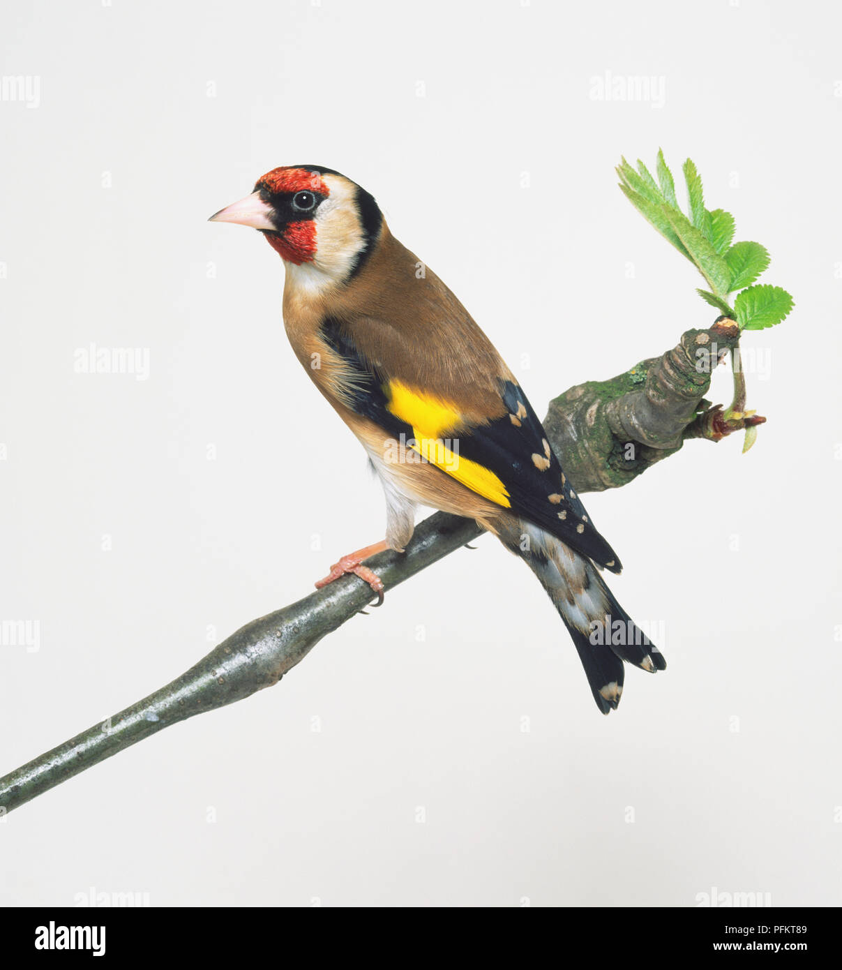 Seitenansicht eines Eurasischen Stieglitz, einem bunten Fink, mit Kopf im Profil, hocken auf einem schmalen Zweig, Anzeigen gelb wing Bar, hellen Rumpf zeigt im Flug und Gegabelten Schwanz. Stockfoto