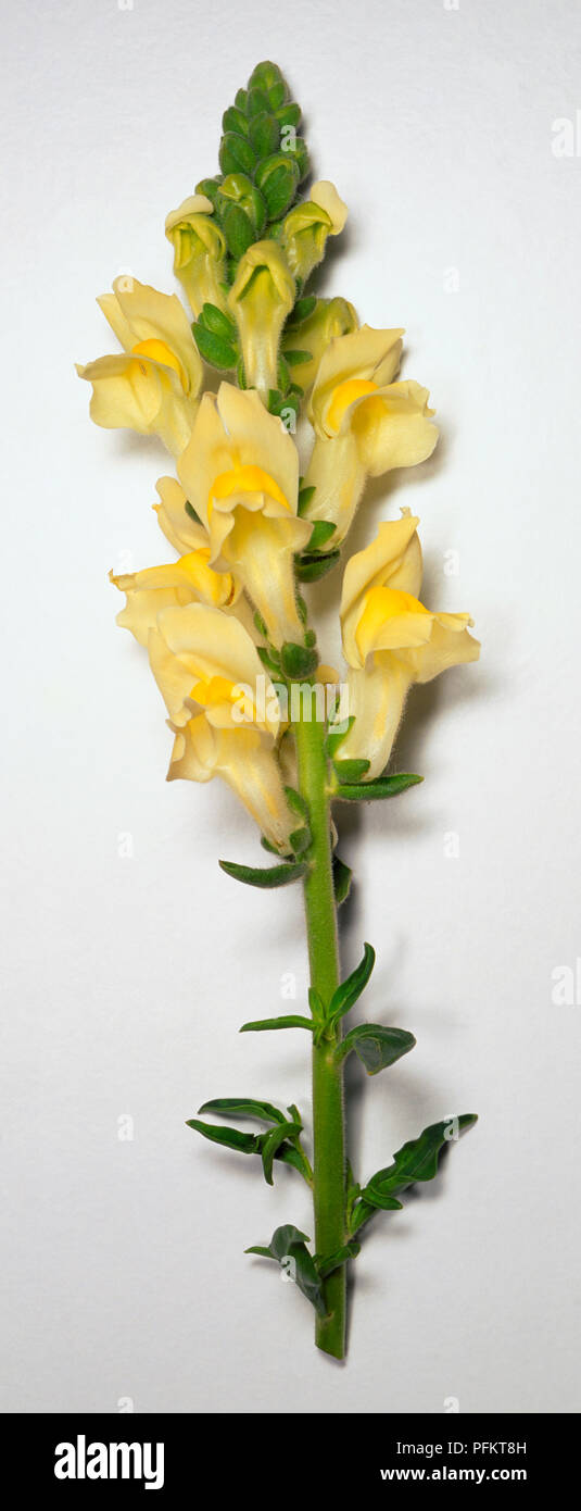 Antirrhinum latifolium, aufrechte Blütentrieb Lager flowerhead oder Spike von Röhrenförmigen, 2-Lippig, gelben Blüten. Ungeöffnete grüne Knospen an der Spitze der Ähre. Einige elliptische Stammzellen Blätter oder Laub auch gezeigt. Stockfoto