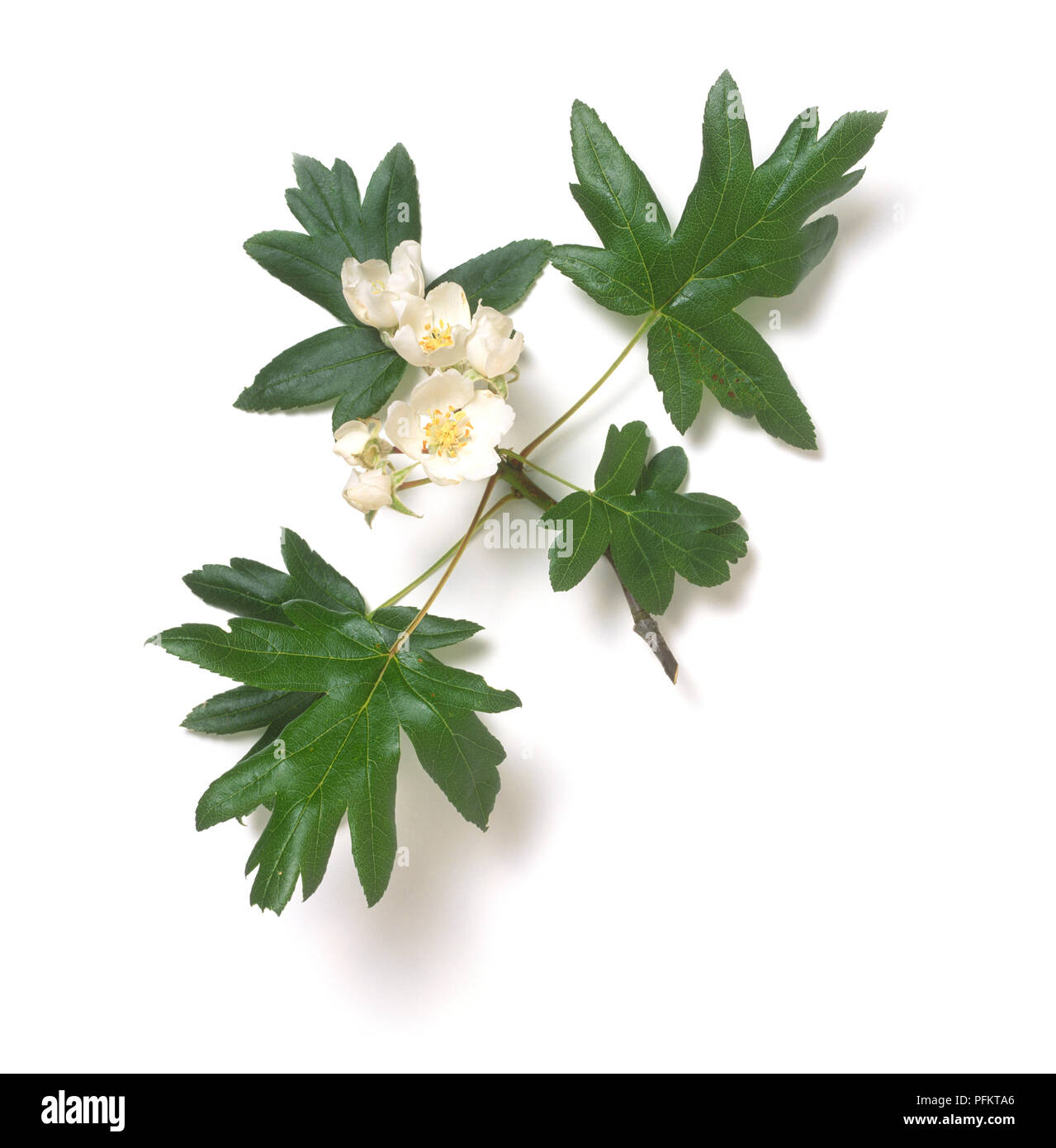 Malus trilobata (Crab Apple Tree), Zweig mit Blättern und weißen Blüten Stockfoto