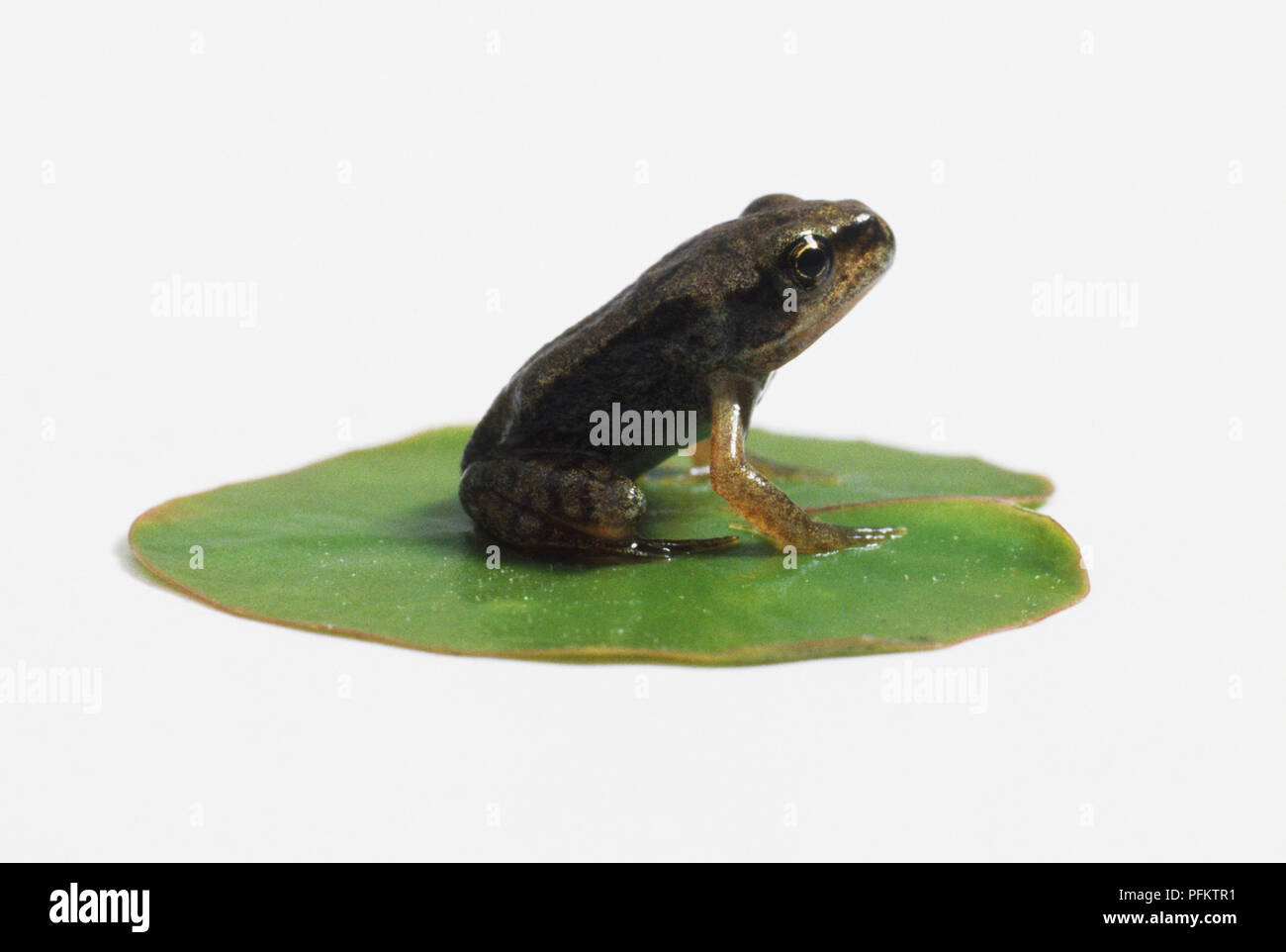 Junge Frosch (Anura) sitzt auf einem lily Pad, Seitenansicht Stockfoto