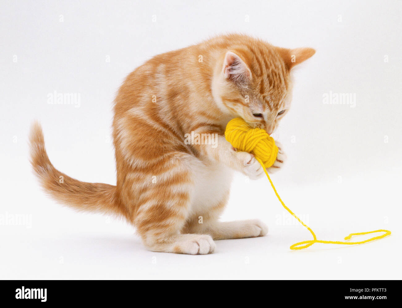 Ginger Kitten (Felis catus) spielen mit einem gelben Ball aus Wolle Stockfoto