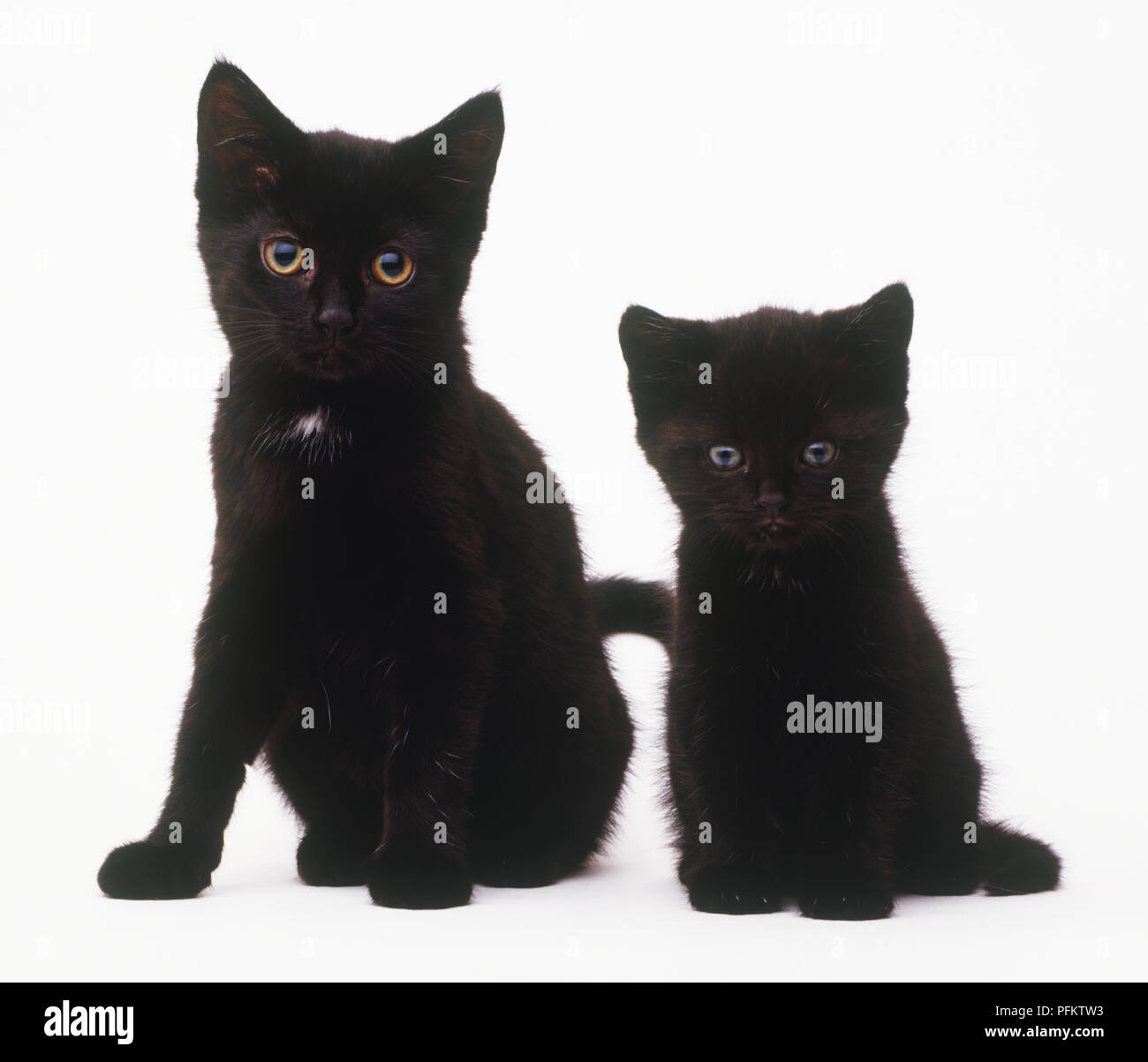 Zwei schwarze Kätzchen (Felis catus) Sitzen Stockfoto