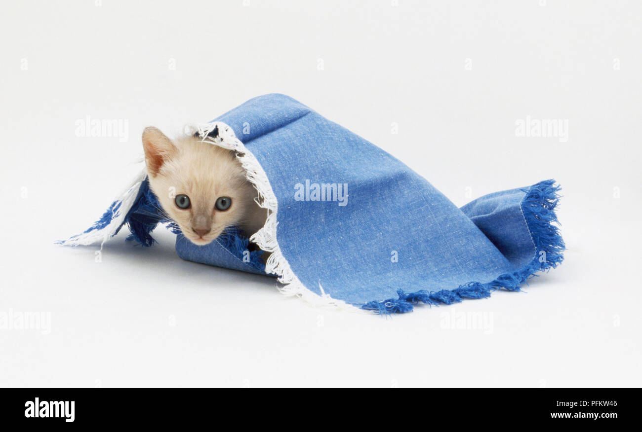 Weiße Katze peeking Out von unter einem blauen Matte, an der Kamera schaut. Stockfoto