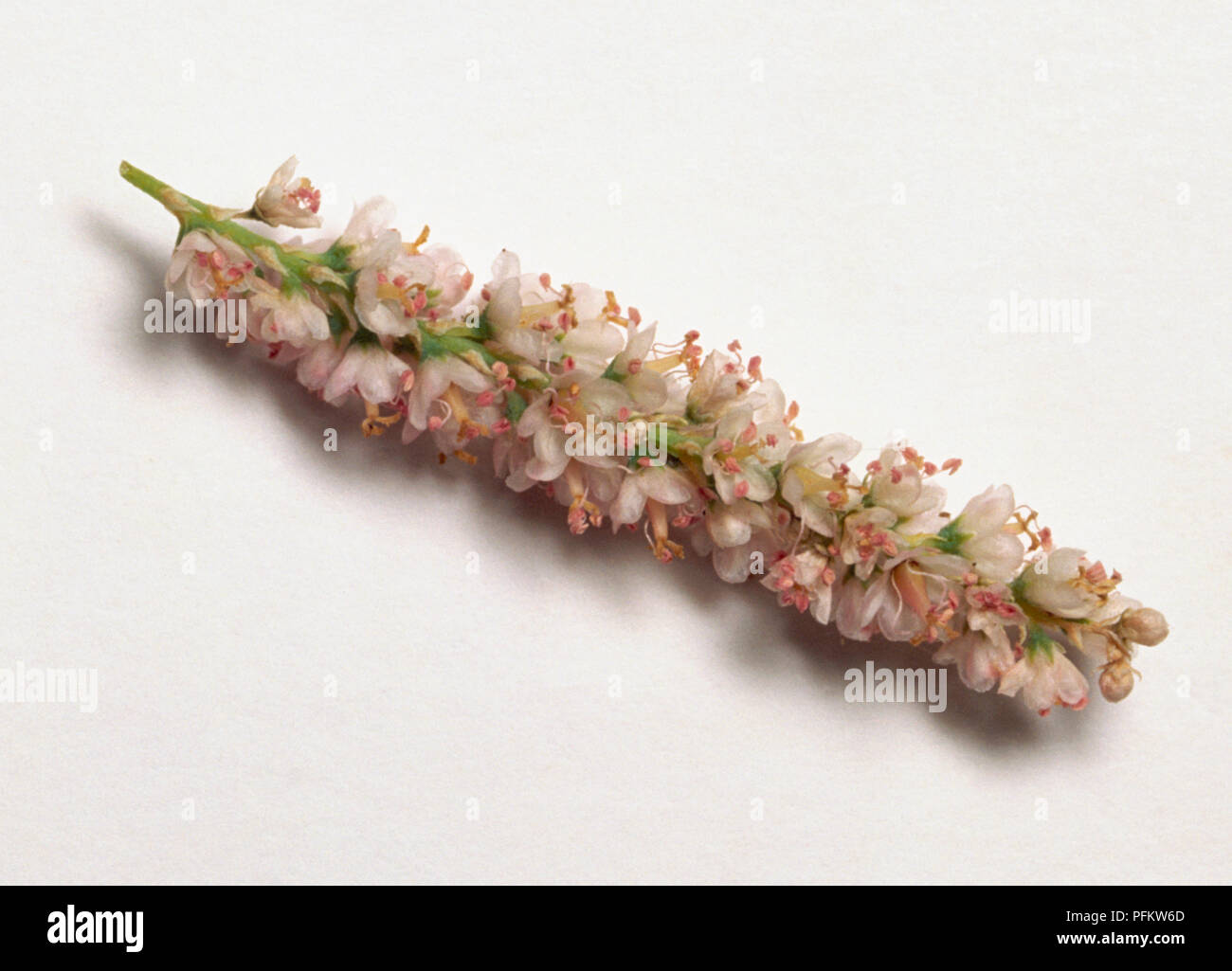 Tamarix gallica, becherförmigen Blüten der Tamariske, light pink Stammzellen der Blumen. Stockfoto