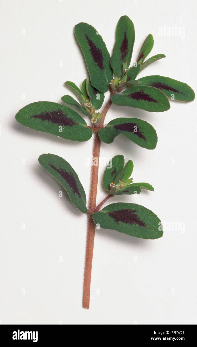 Euphorbia maculata Paddel-förmige dunkelgrüne Blätter mit braunen Abzeichen. Stockfoto