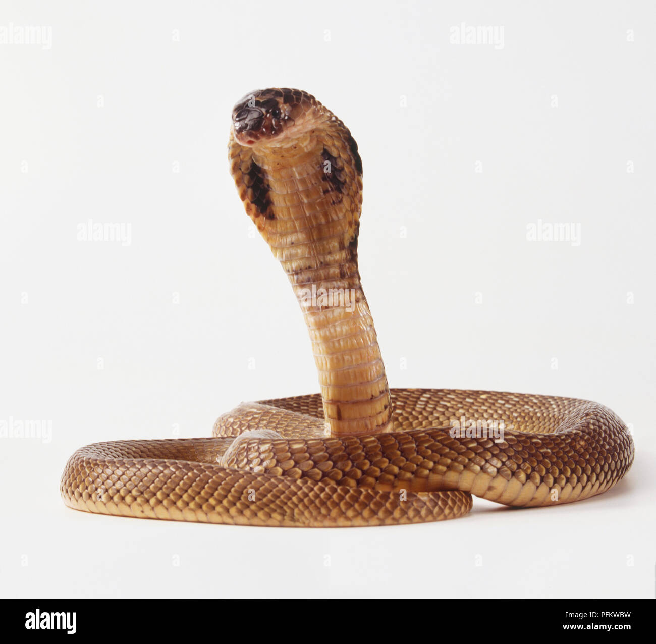 King Cobra Snake (ophiophagus Hannah), über Kopf gewickelten Körper steigende, Vorderansicht. Stockfoto