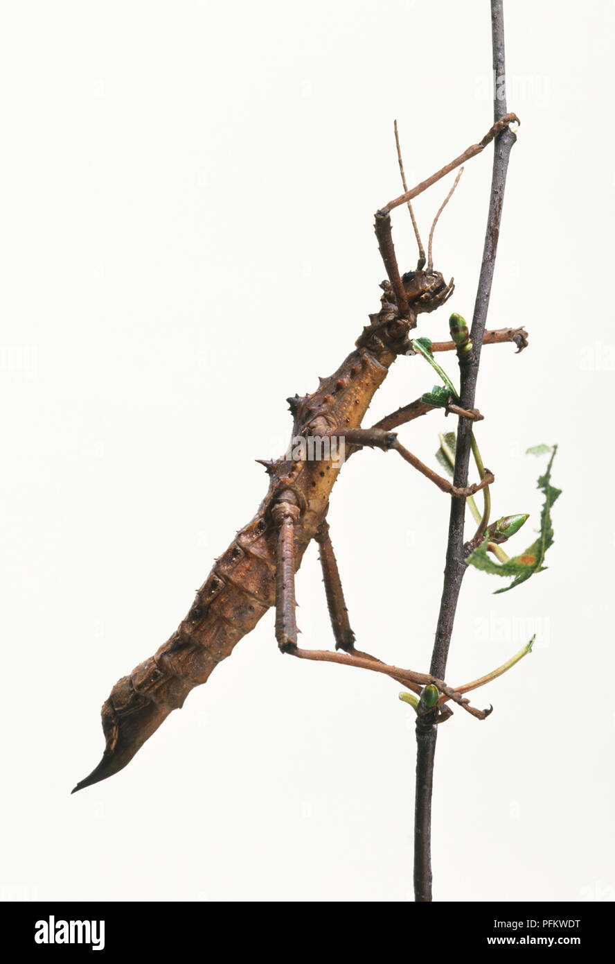 Heuschrecke (Phasmatodea) auf einem Stick Stockfoto