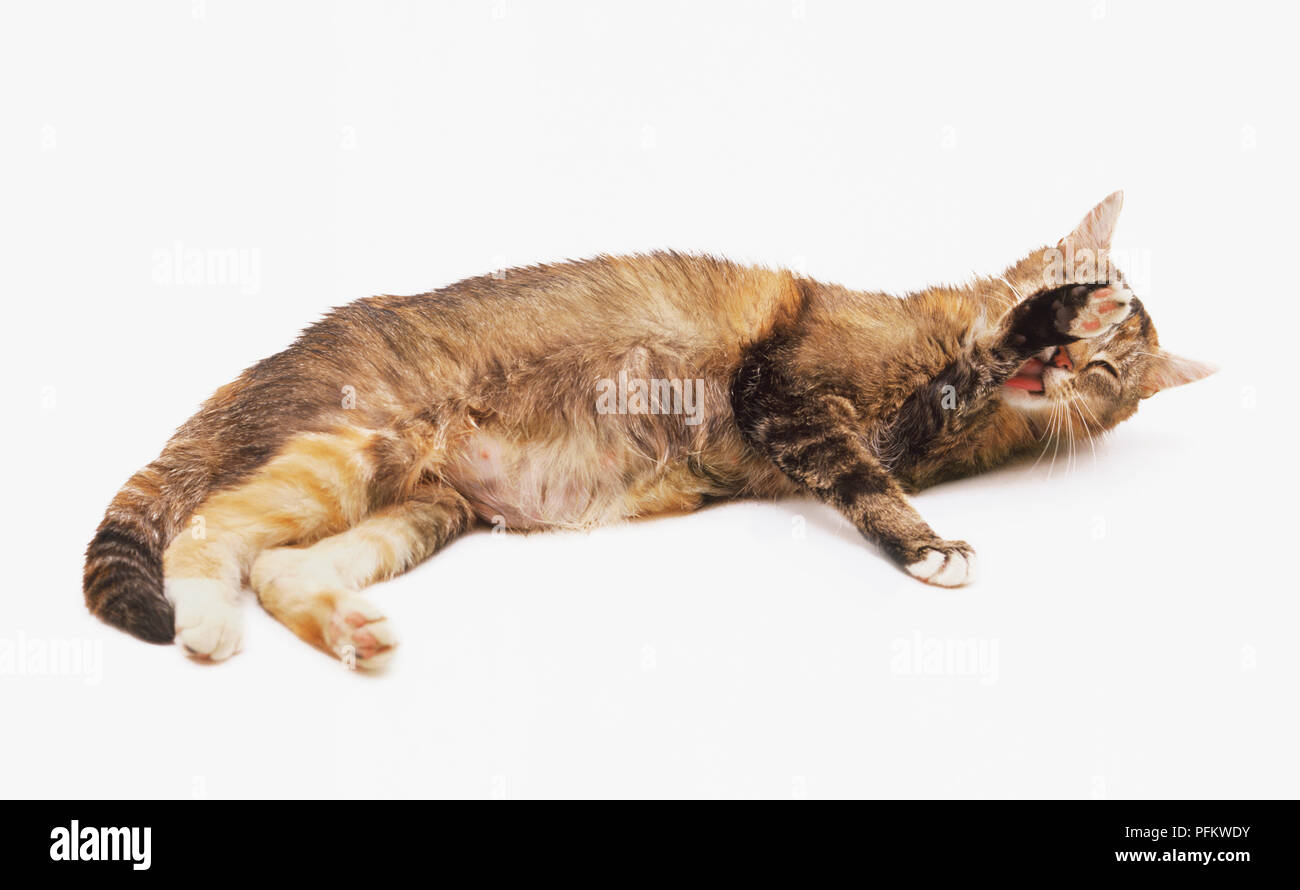 Cat zur Festlegung lecken seinen vorderen Bein. Stockfoto