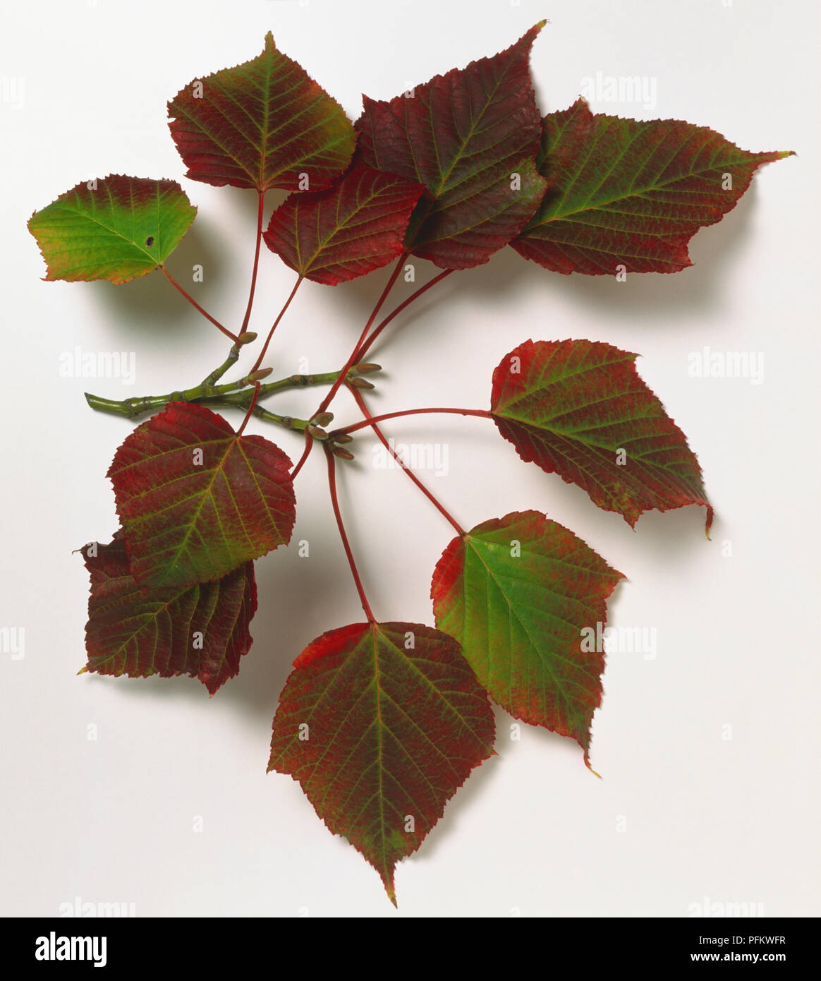 Aceraceae Acer capillipes, Schlange, Rinde Ahorn, grün und grau Stammzellen mit dunklen Herbstliche Blätter auf rote Stiele. Stockfoto