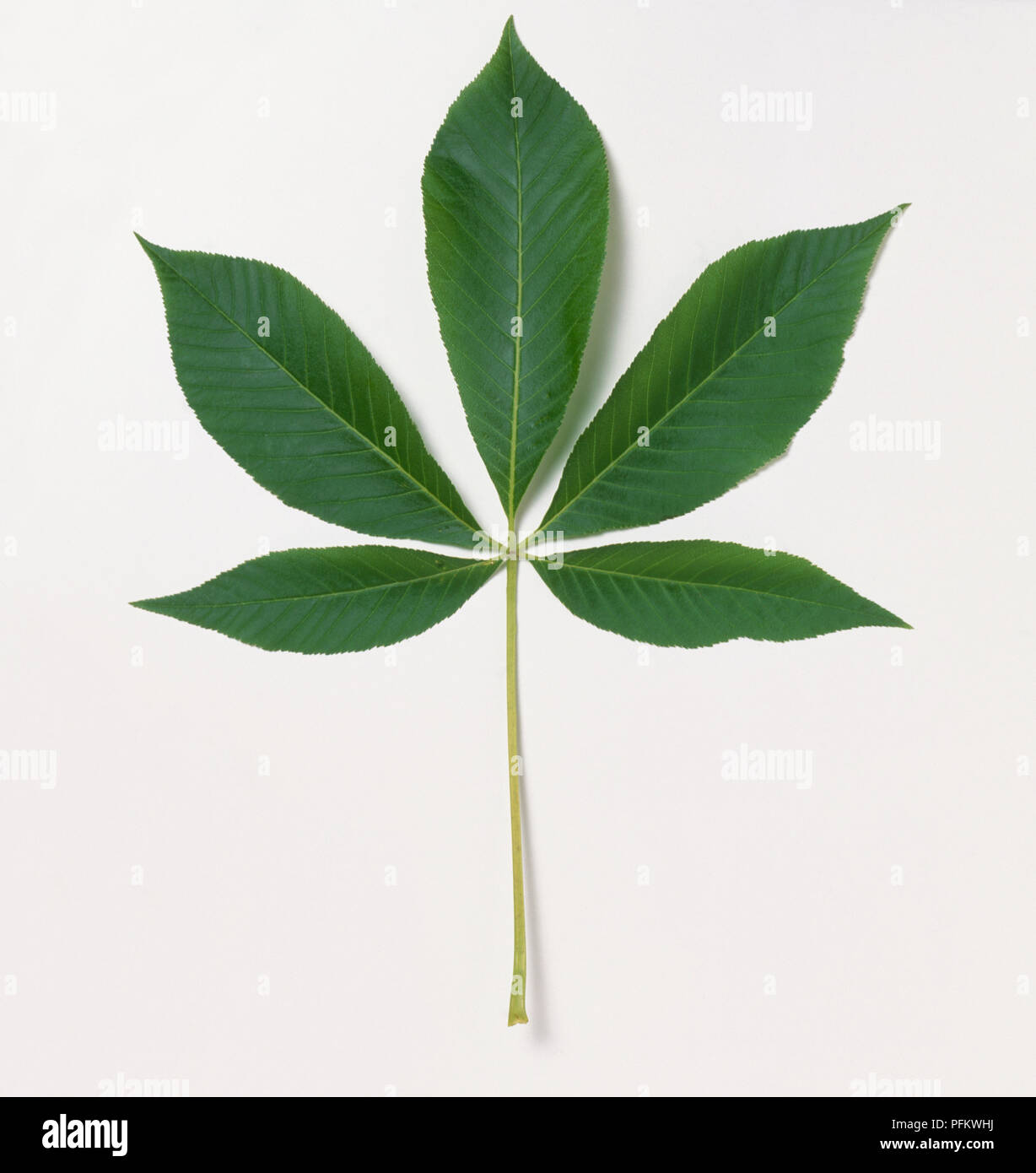 Fingerförmig Blatt von Aesculus flava (Gelb roßkastanie), close-up Stockfoto