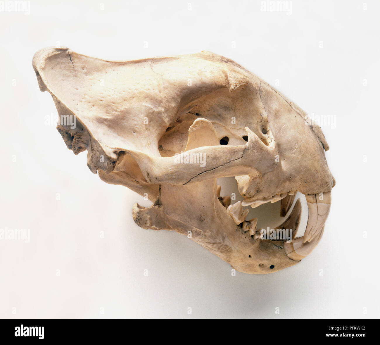 Löwe (Panthera leo), Schädel, close-up Stockfoto