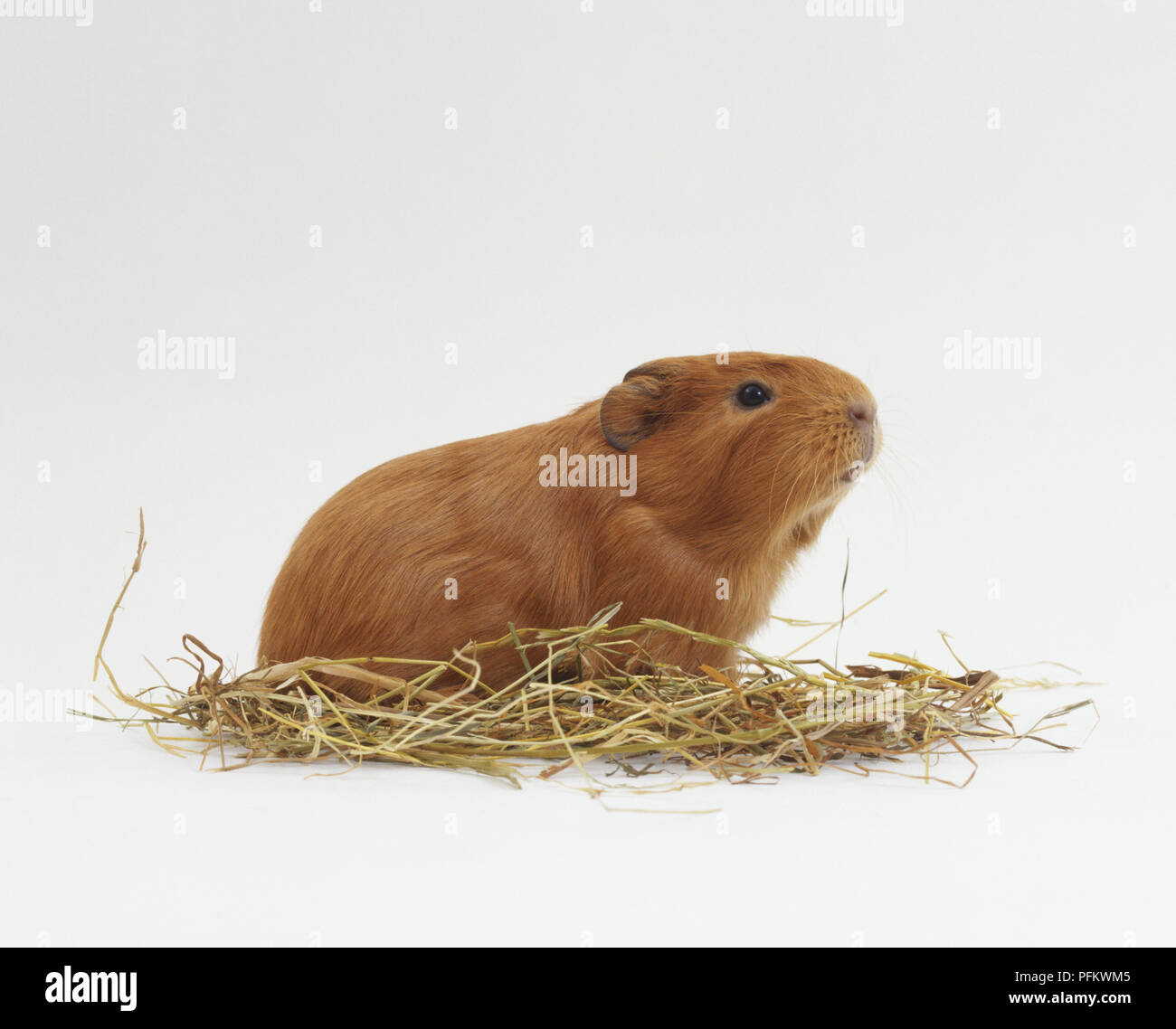 Meerschweinchen (Cavia porcellus) auf Stroh Stockfoto