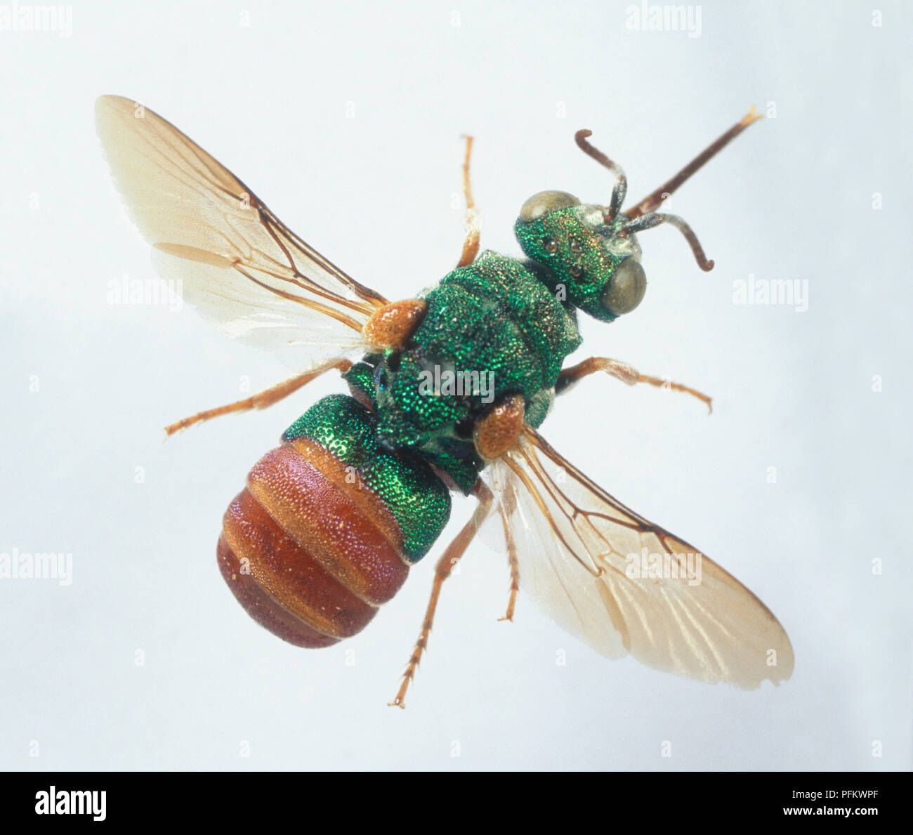 Jewel Wasp oder Emerald Kakerlake Wasp (Ampulex compressa), mit grünen und braunen Körper und durchsichtige Flügel, close-up Stockfoto