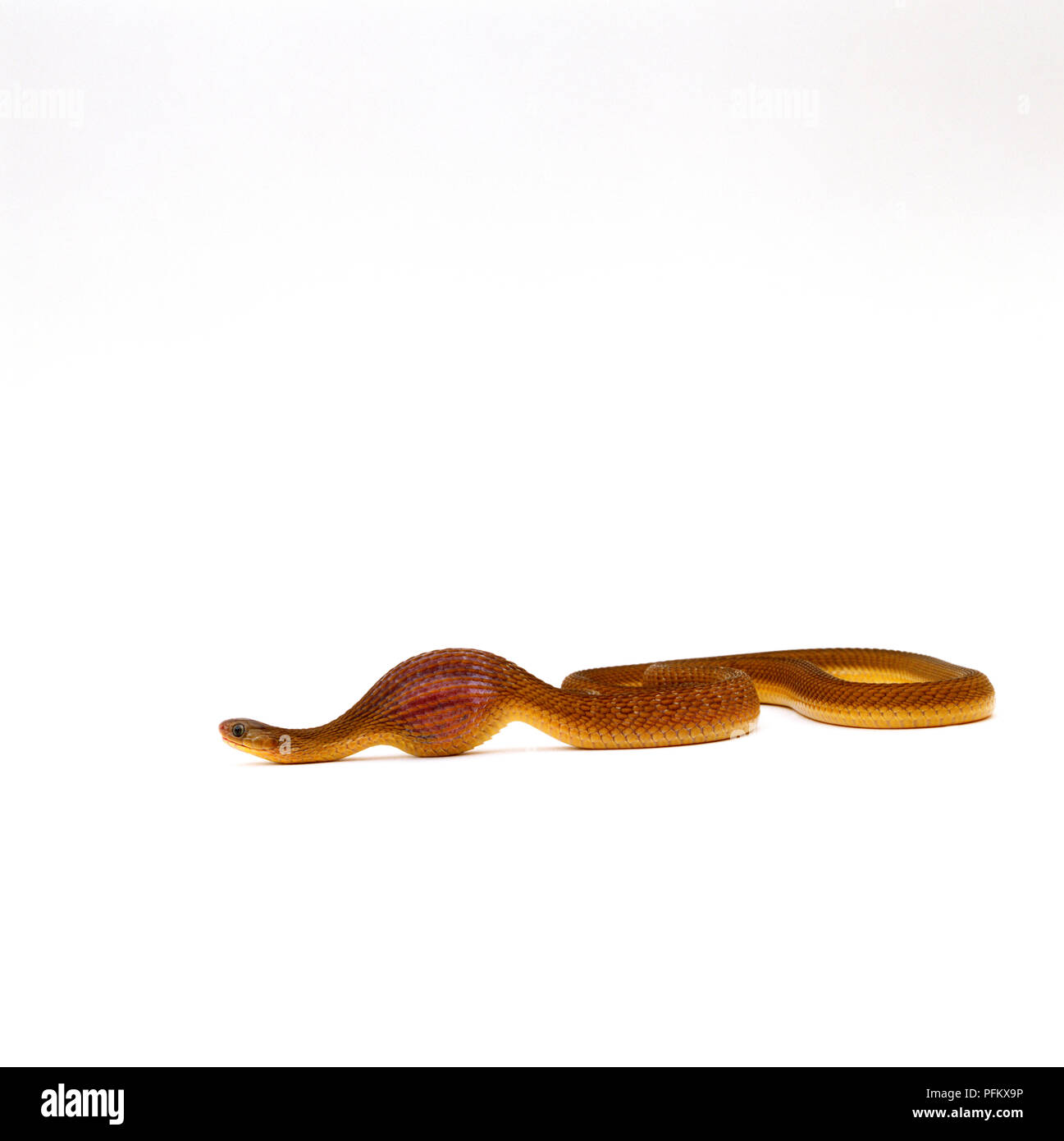 Gemeinsame egg-eating snake (Dasypeltis scabra) schlucken ein Ei, Seitenansicht Stockfoto