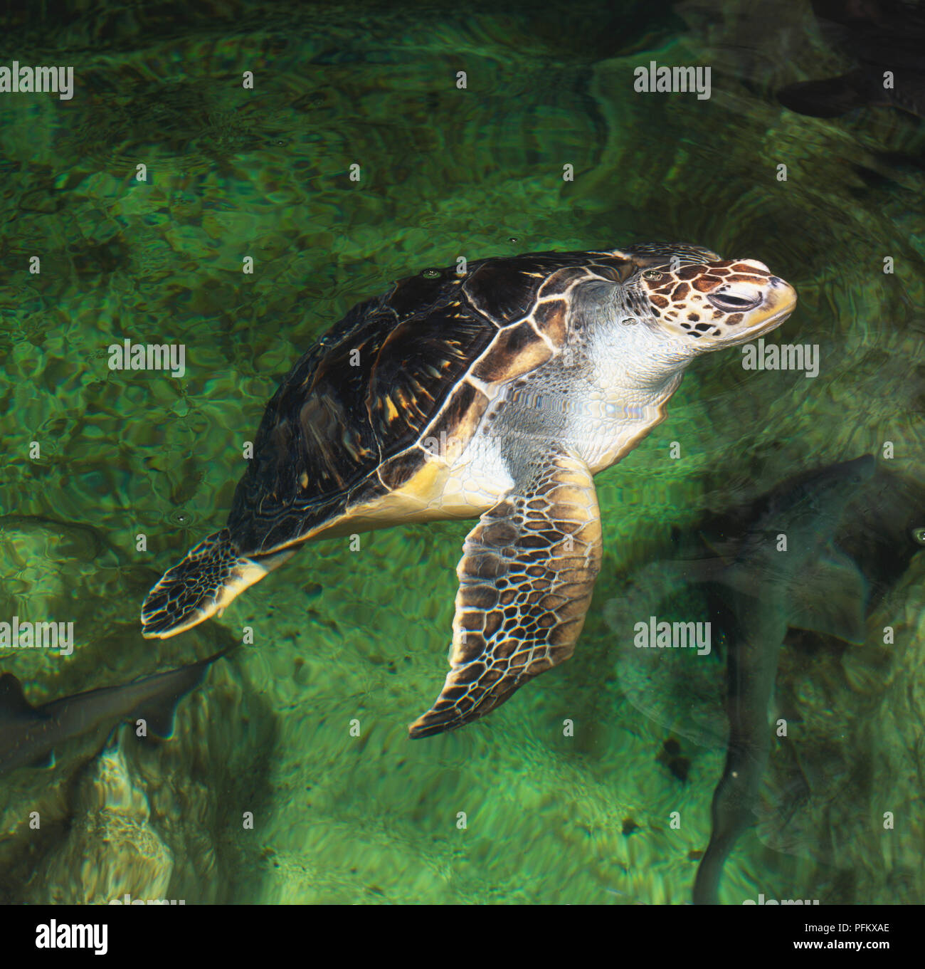 Grüne Meeresschildkröte (Chelonioidea) Stockfoto