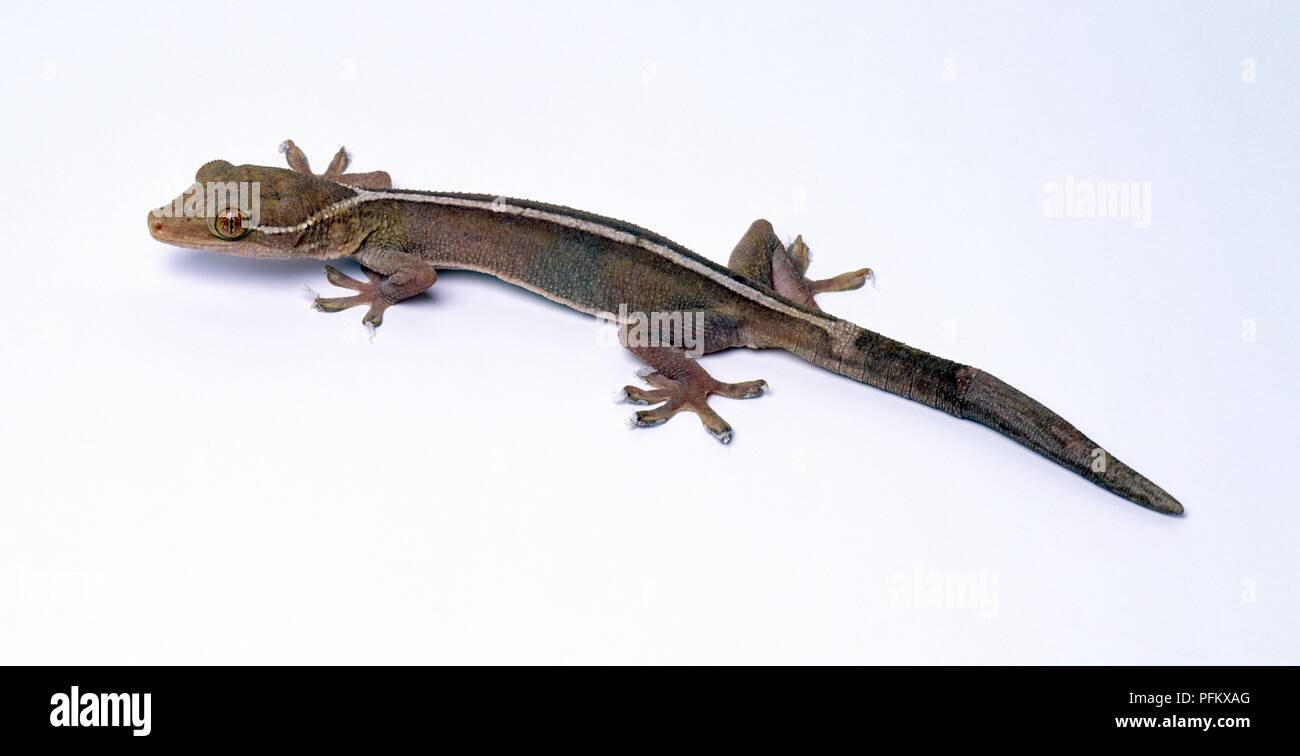 Palm Gecko (Gekko Vittatus) Stockfoto