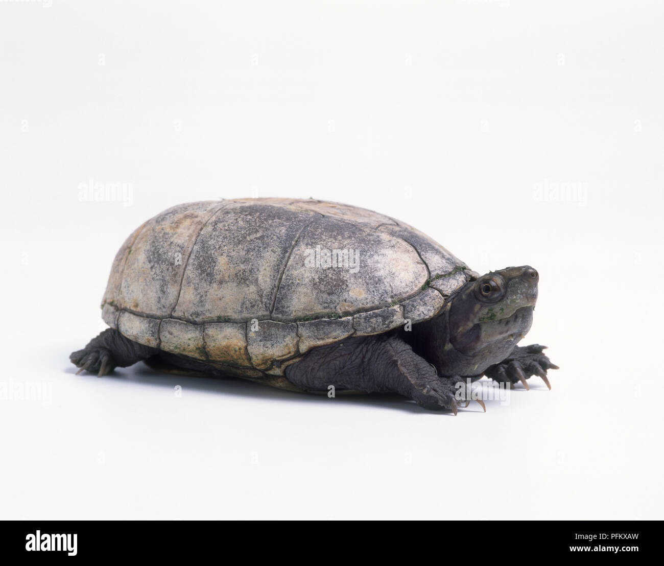Gelb Schlamm Schildkröte (Knosternon flavescens), Seitenansicht Stockfoto