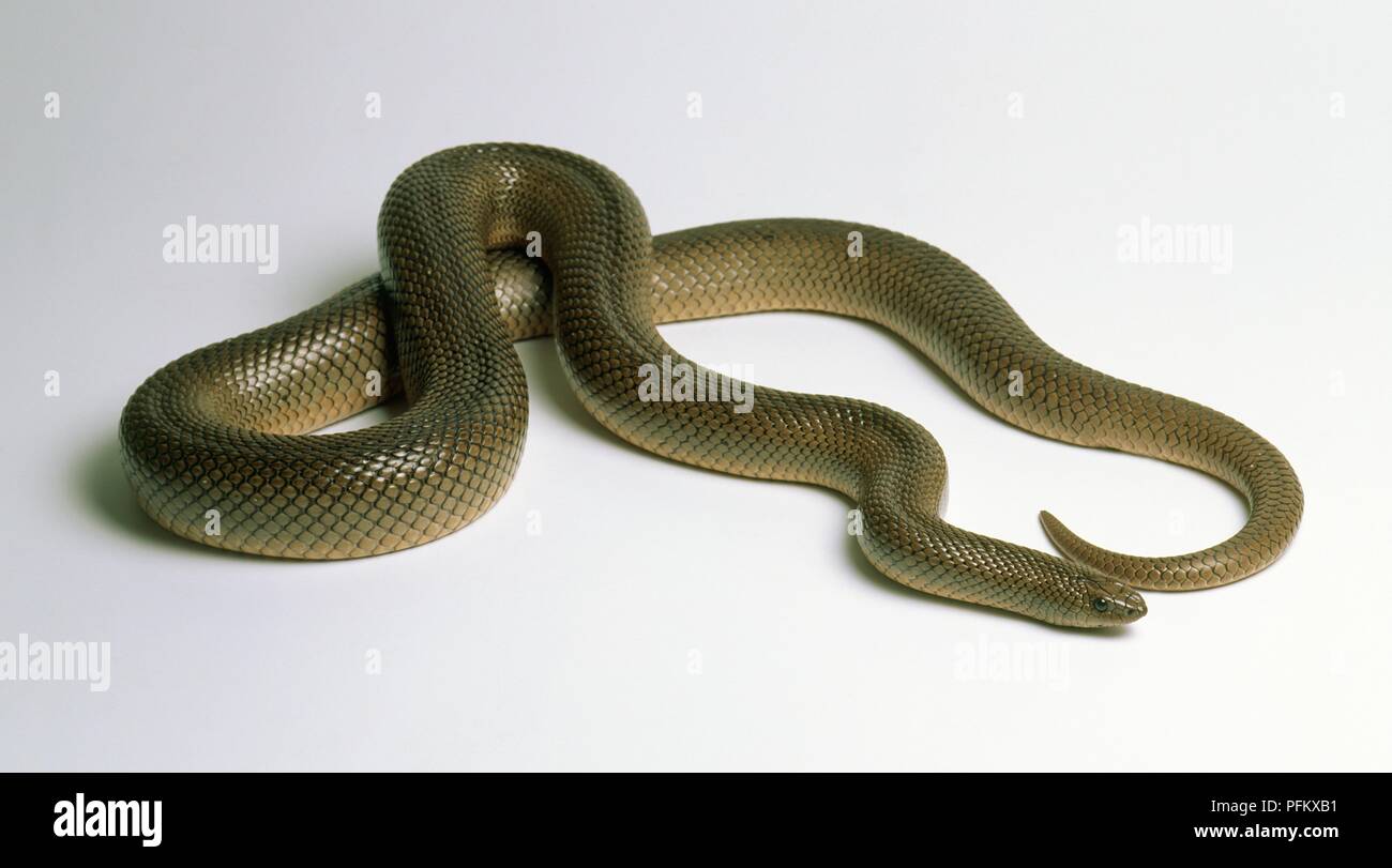 Maulwurf Schlange (Pseudaspis cana), schuppige braune Schlange, gekräuselt oben Stockfoto