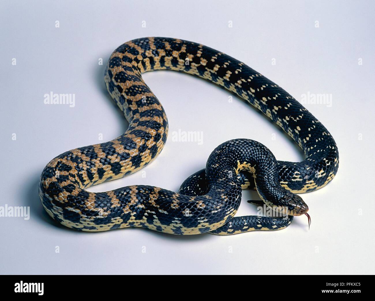 Madagaskars riesigen hognose snake (Leioheterodon madagascariensis), gekräuselt oben Stockfoto