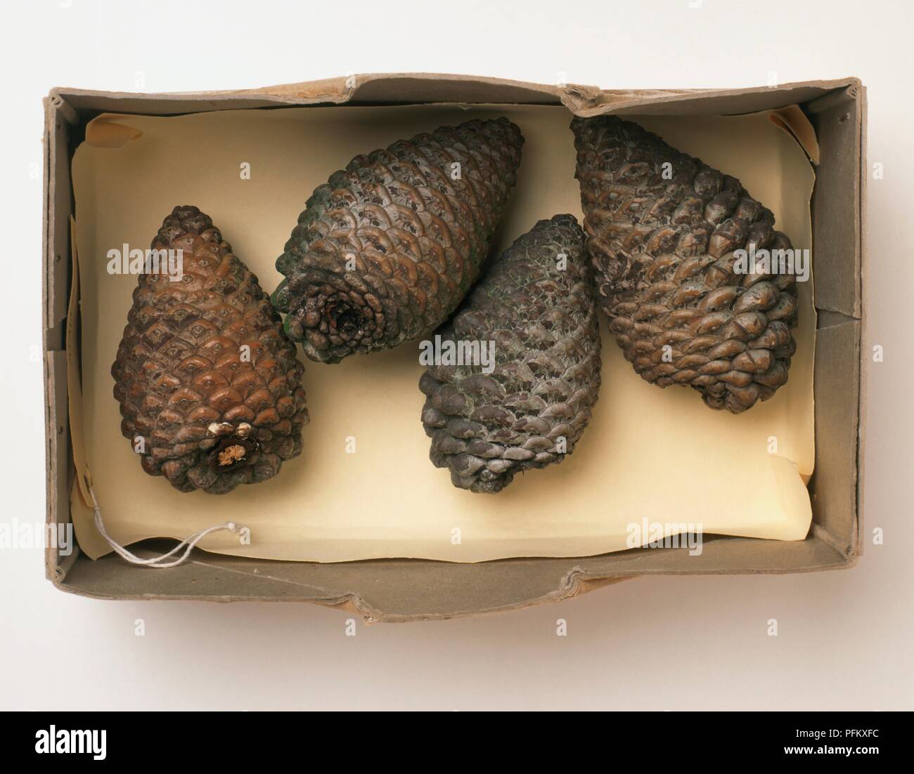 Kiefernzapfen in Box mit Papier ausgekleidet Stockfoto