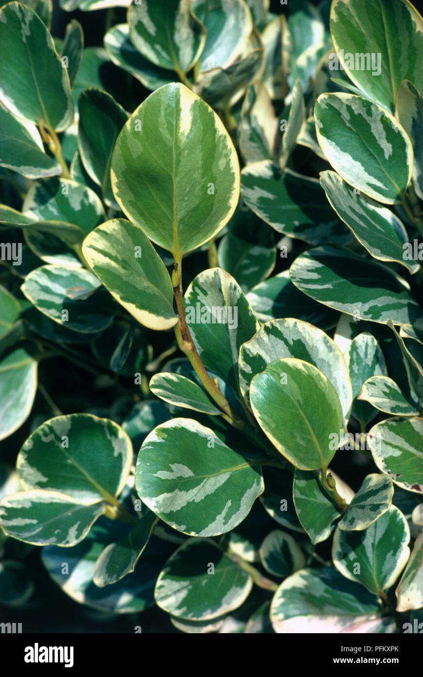 Griselinia littoralis variegata Fotos und Bildmaterial in hoher