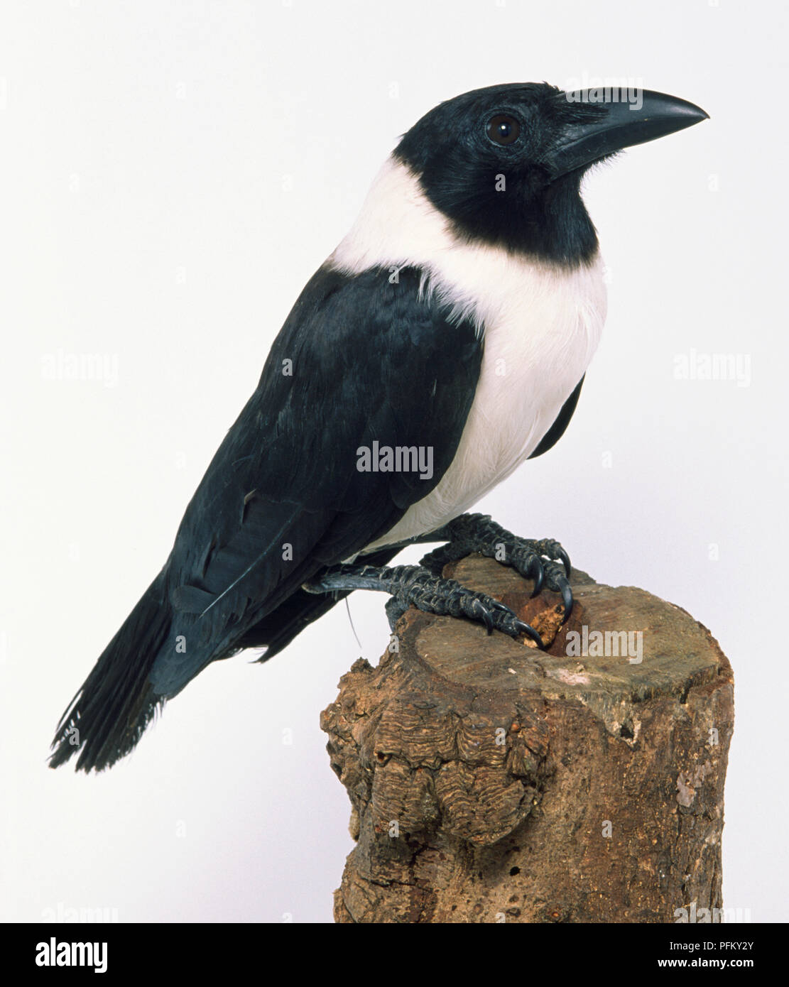 Seitenansicht eines Pied Crow, thront auf einem Baumstumpf, der Kopf und Bill/Schnabel zeigt im Profil. Stockfoto