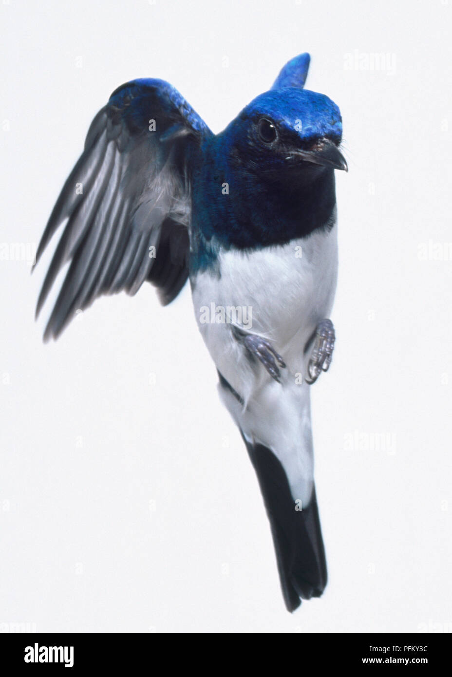 Vorderansicht eines blau-weißen Schopftyrann im Flug die Vorbereitung auf einen dünnen Zweig zu landen. Stockfoto