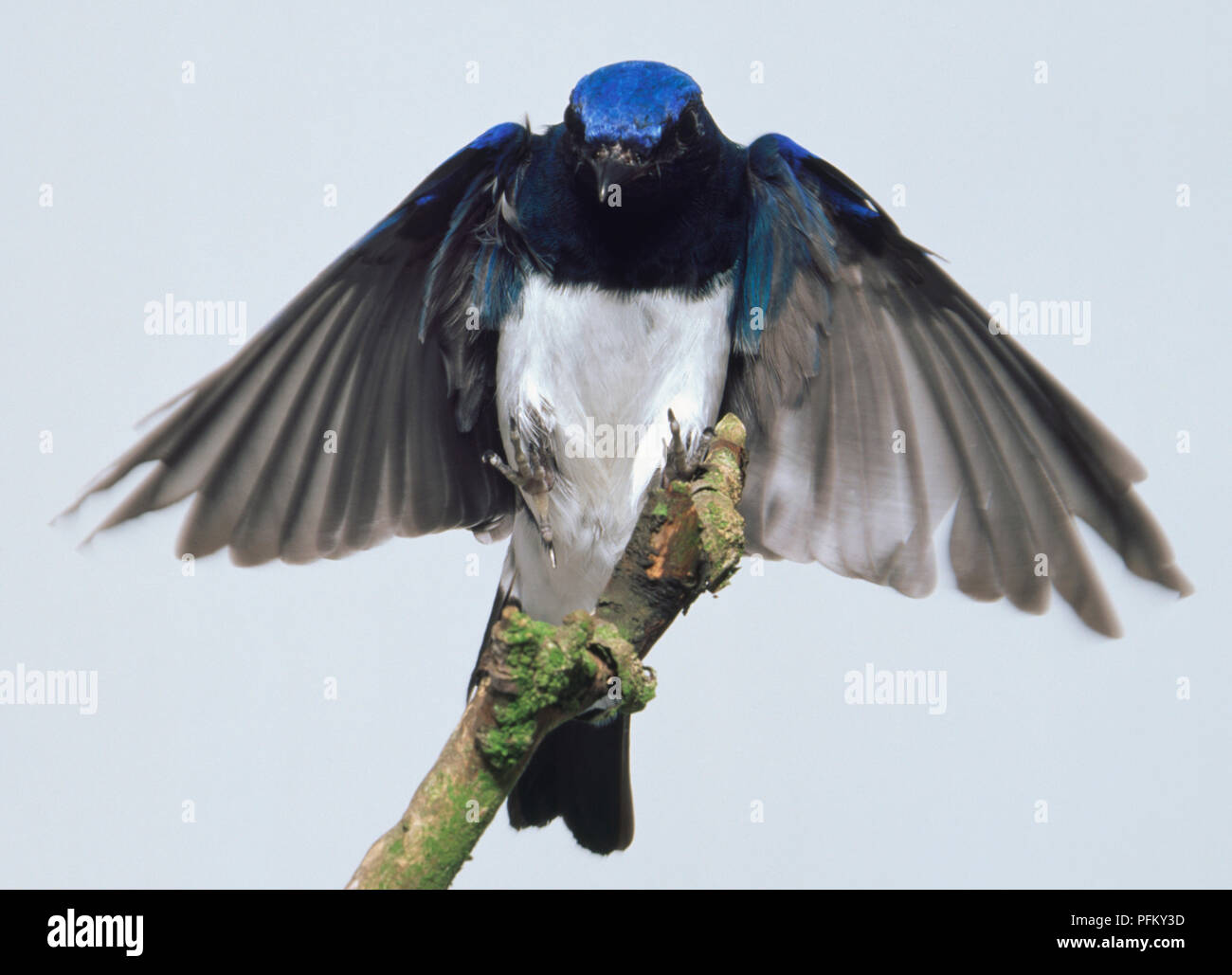 Vorderansicht eines blau-weißen Schopftyrann Vorbereitung auf einen dünnen Zweig mit seinen Beinen zu landen und ausgestreckten Flügeln verborgen. Stockfoto