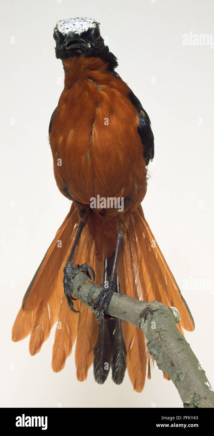Vorderansicht eines White-Crowned Robin-Chat, hocken auf einem Zweig, mit seinen roten Körper Gefieder deutlich sichtbar und seine Schwanzfedern auffächern, die sich hinter den Vogel. Stockfoto