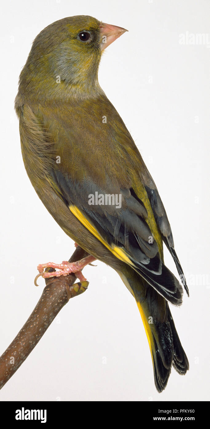 Seite Rückansicht eines Europäischen Grünfink mit Kopf im Profil, hocken auf einem schmalen Zweig, Matt olive Gefieder, Gelb wing Bar und Yellow Tail Kante. Stockfoto