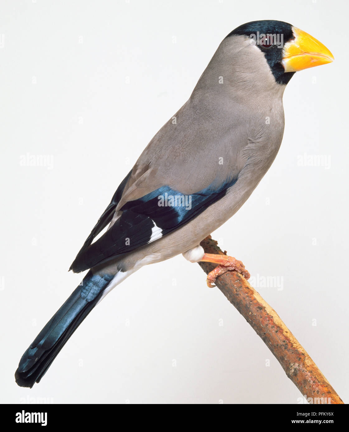 Seitenansicht eines japanischen Grosbeak, hocken auf einem schmalen Zweig, mit seinem Kopf im Profil zeigt die schwarze Maske, massive Rechnung. Auch sichtbar ist ein blue wing Patch und weiße Flügel bar. Stockfoto